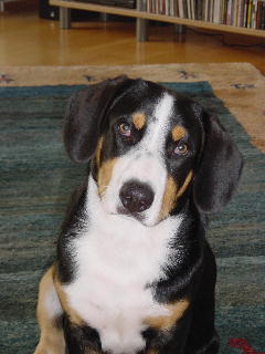 Sammy