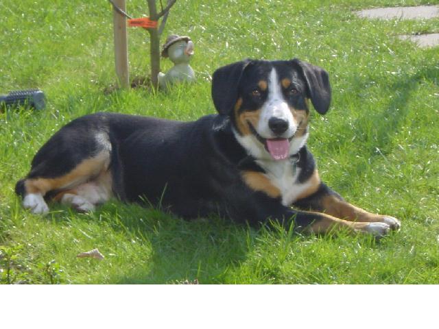Sammy im Garten