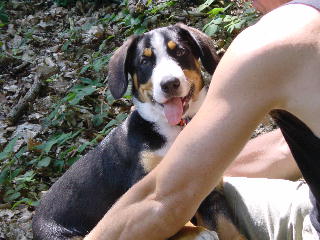 Junger Sammy