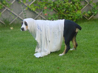 Sammy als Geist
